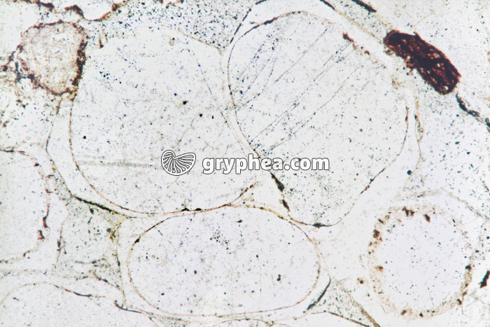 Grès vosgien LPNA x16 - gryphea.com